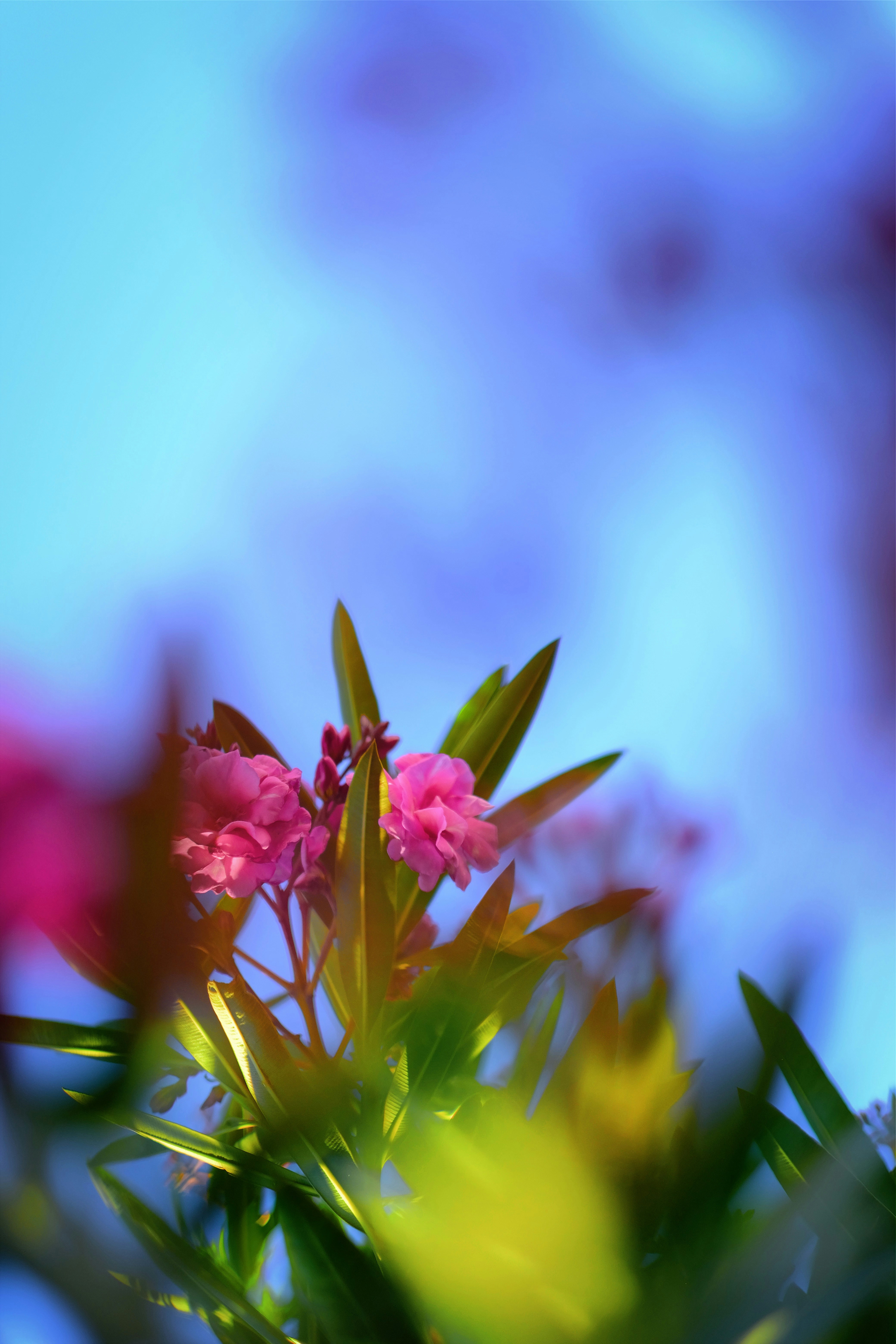 Photo by royalrougepictures