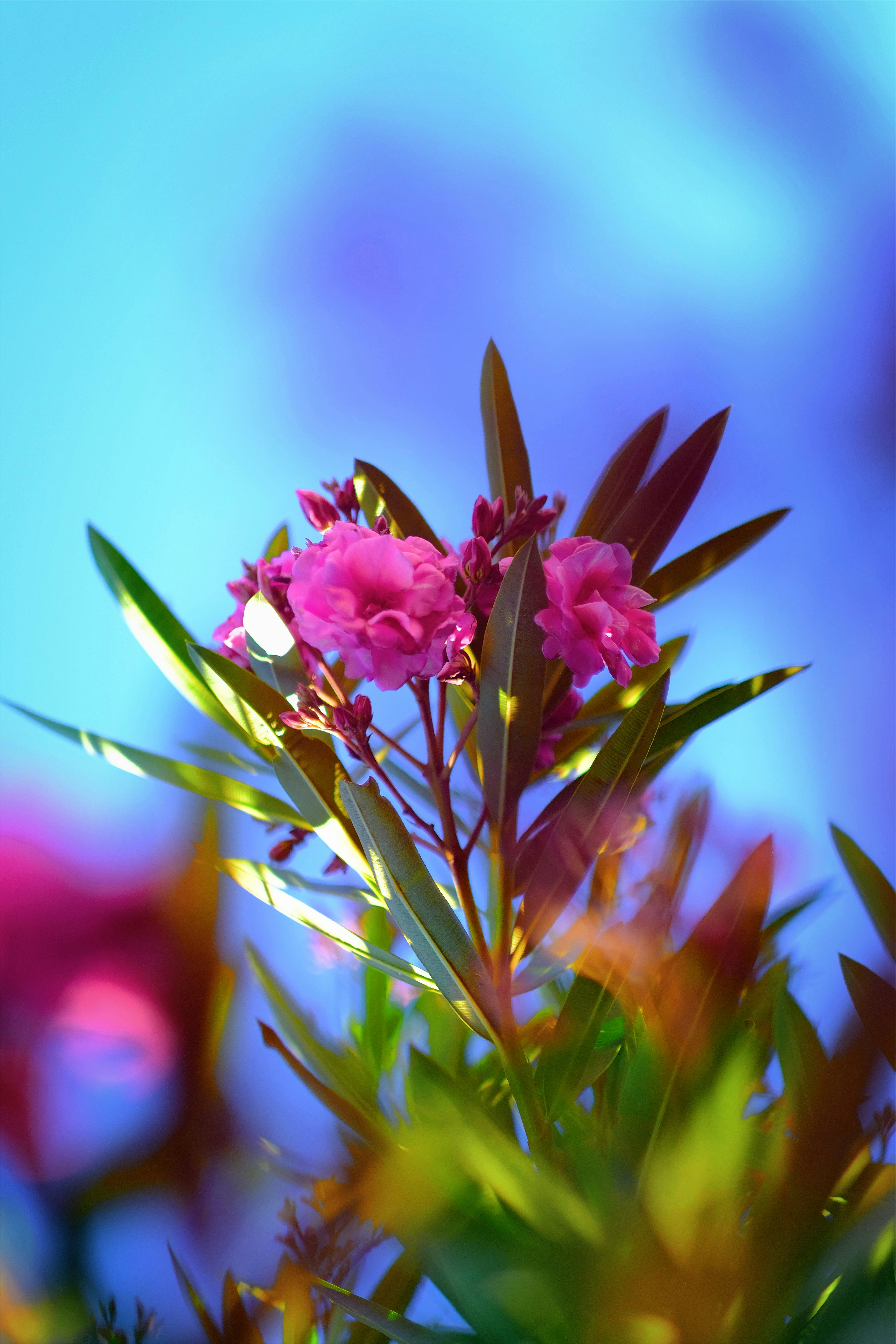 Photo by royalrougepictures