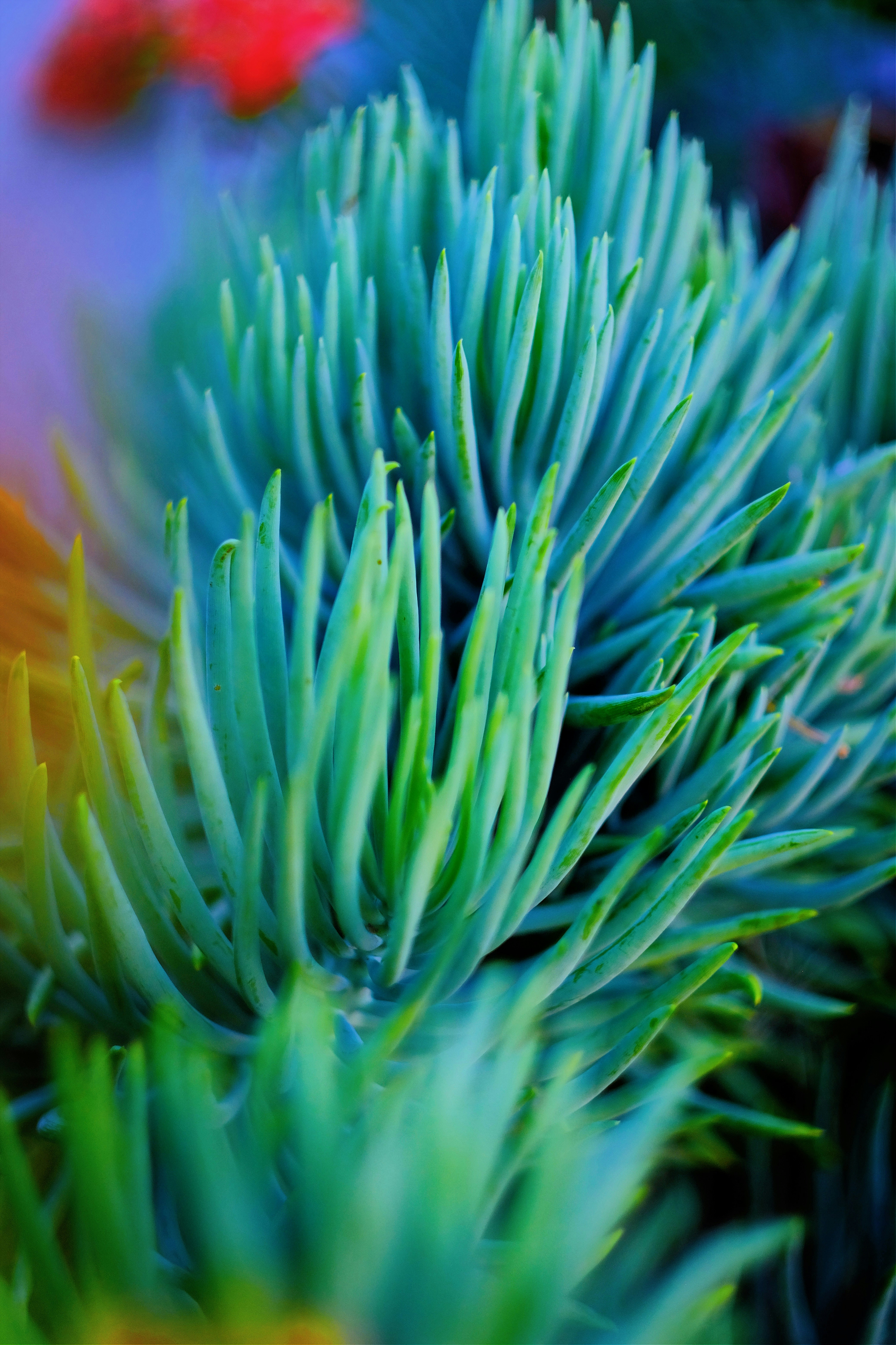 Photo by royalrougepictures