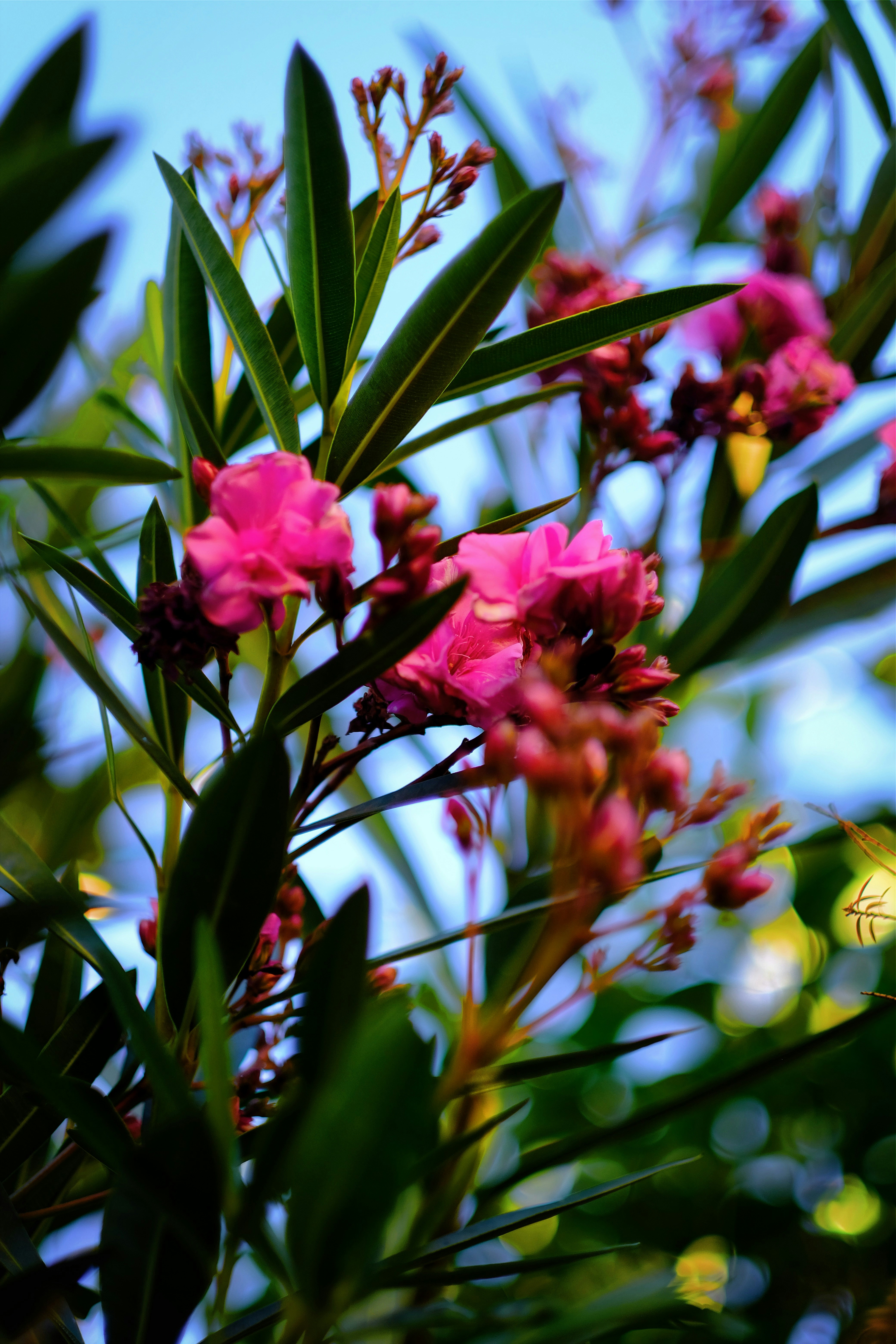 Photo by royalrougepictures