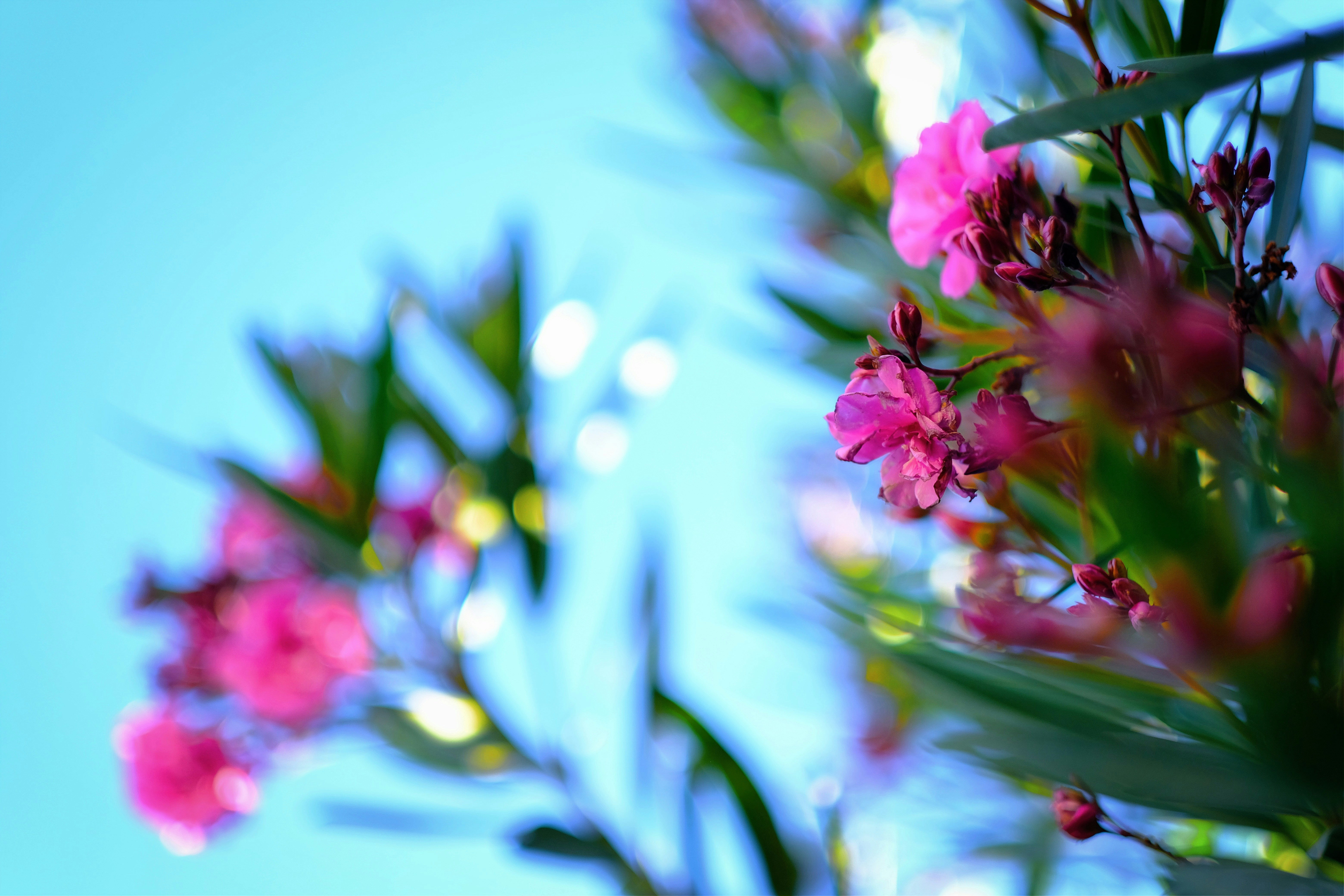 Photo by royalrougepictures