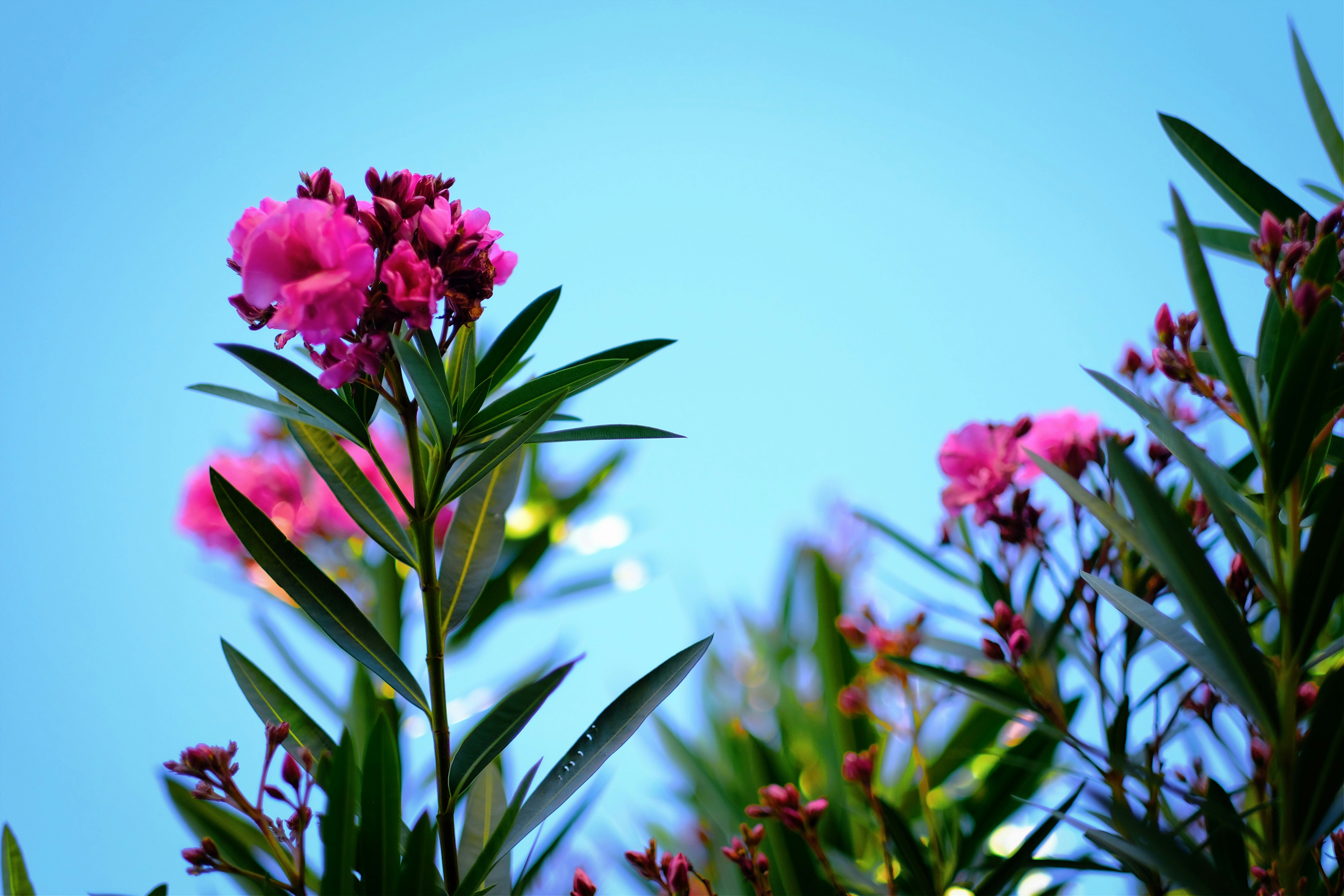 Photo by royalrougepictures