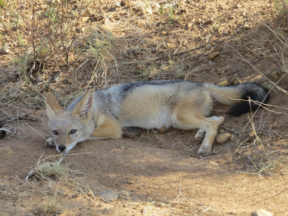 a wolf laying on the ground in the dirt