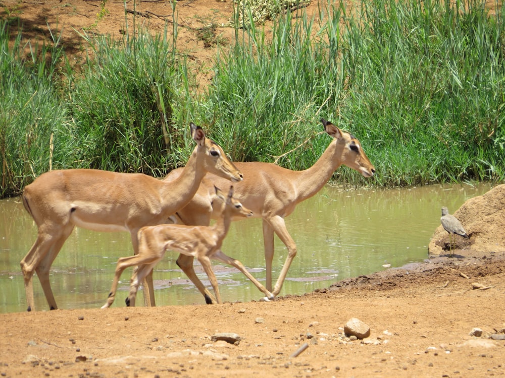 a group of deer standing next to a body of water