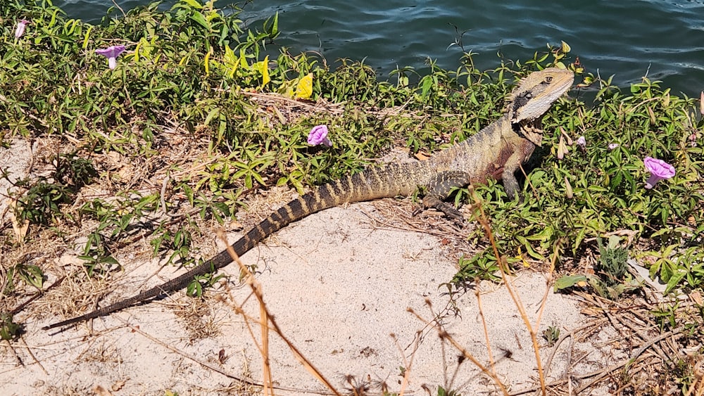 an iguana on the shore of a body of water