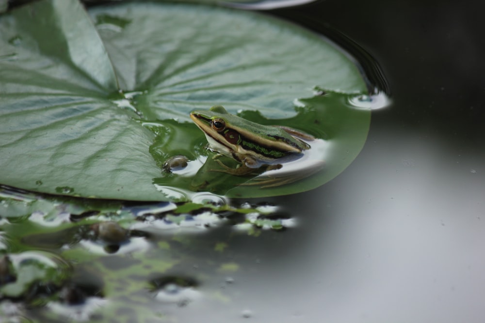 a frog that is sitting on a leaf in the water