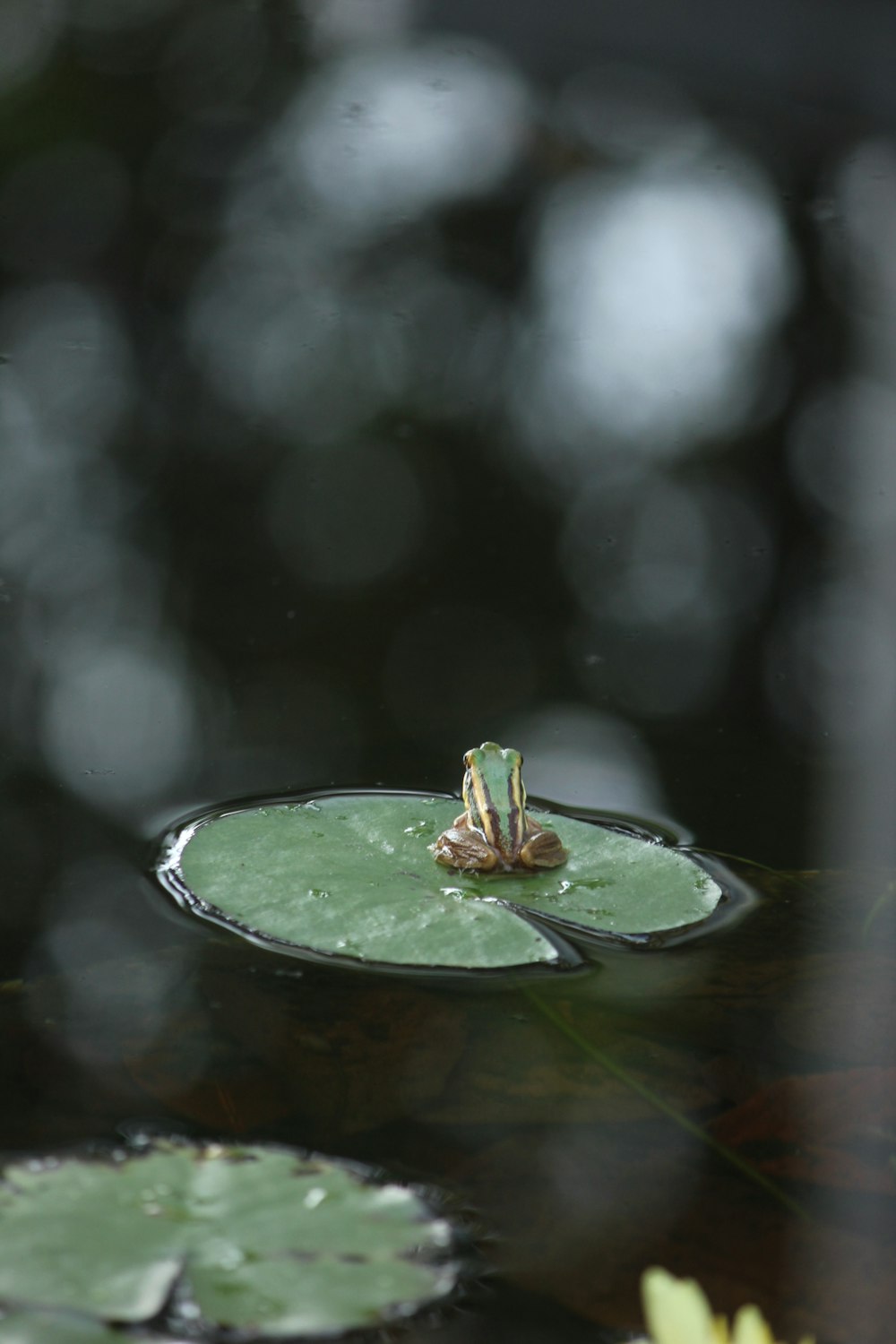 a frog sitting on top of a lily pad