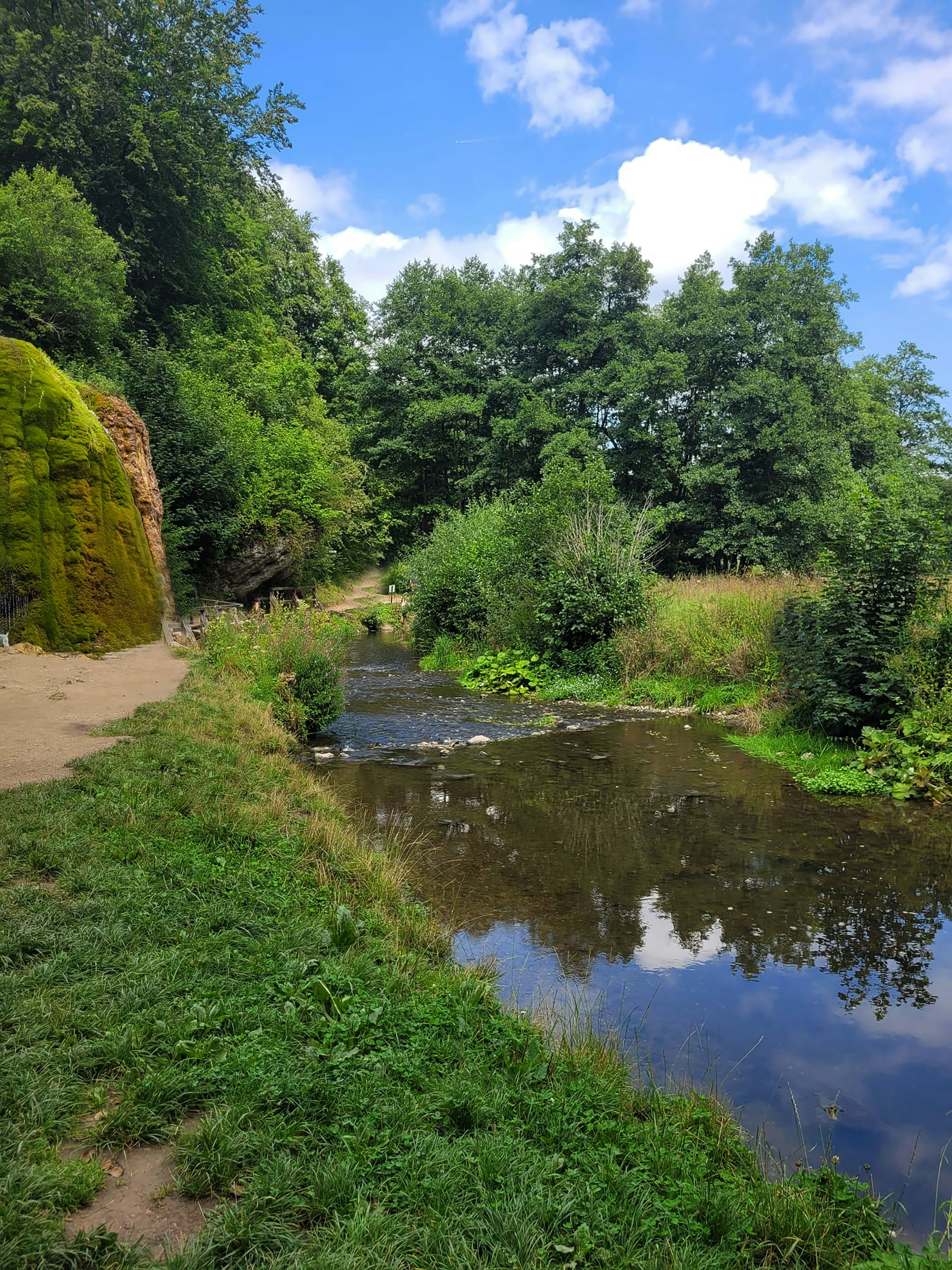 Une petite rivière qui coule à travers une forêt verdoyante photo