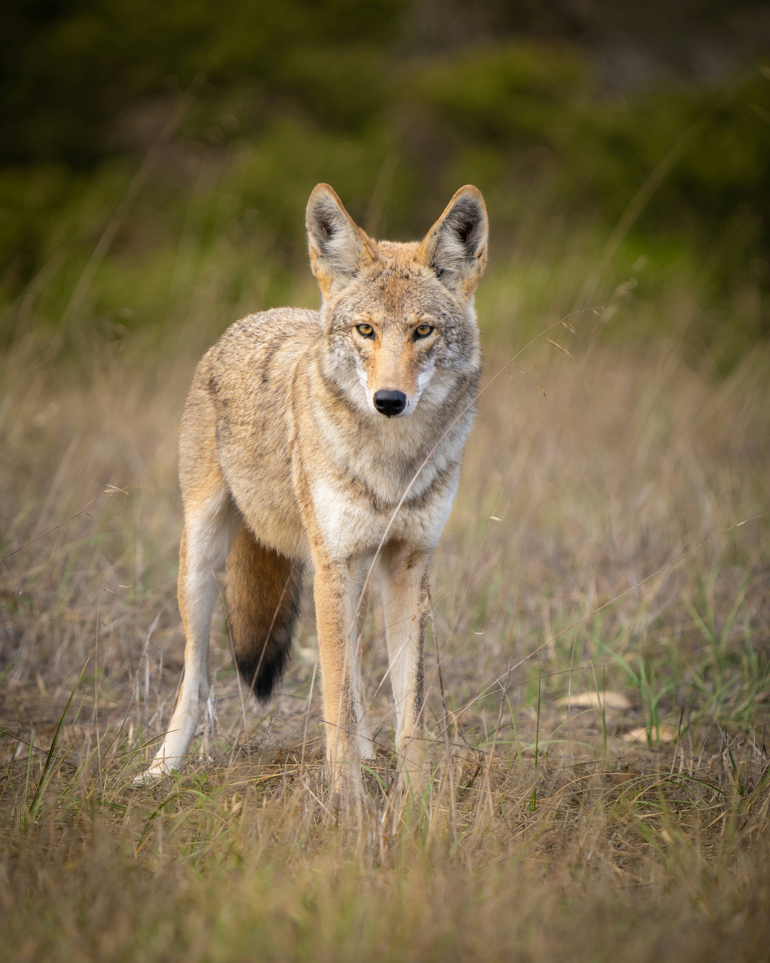 Coyote, New Mexico