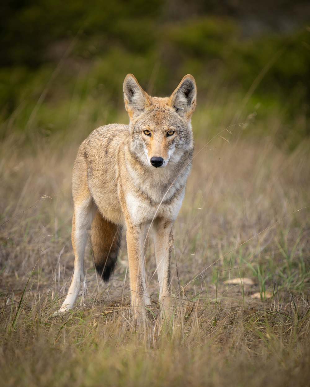 Ein einsamer Wolf steht in einem Feld mit hohem Gras