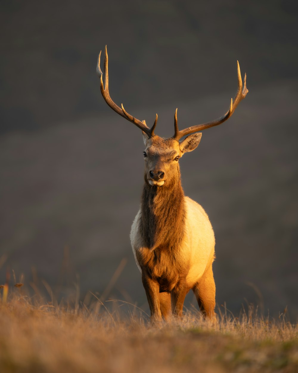 a large elk standing on top of a grass covered field