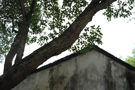a tree is growing over the top of a building