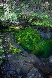 A sparkling natural swimming pool surrounded by native plants and flowers.