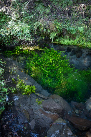 A natural pool nestled among rocks and ferns, inviting visitors for a refreshing dip.