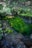 A small, natural pool with clear water that is surrounded by lush green vegetation. The pool is nestled in a rocky area, with ferns and other plants overhanging the water, creating a serene and tranquil setting.