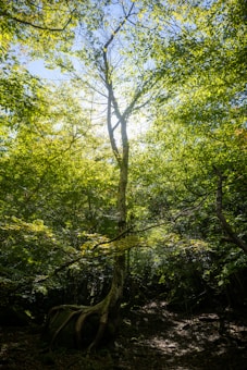 A tall tree with an intricate root system stands in a dense forest. Sunlight filters through the lush green leaves, casting a pattern of light and shadow on the forest floor. The atmosphere feels serene and calm, as the branches stretch upwards, mingling with surrounding foliage.