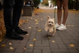 A retractable leash held by a smiling owner as their small dog explores a sunny park.