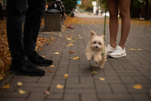 A small dog enjoying a walk on a leafy city sidewalk with buildings around.