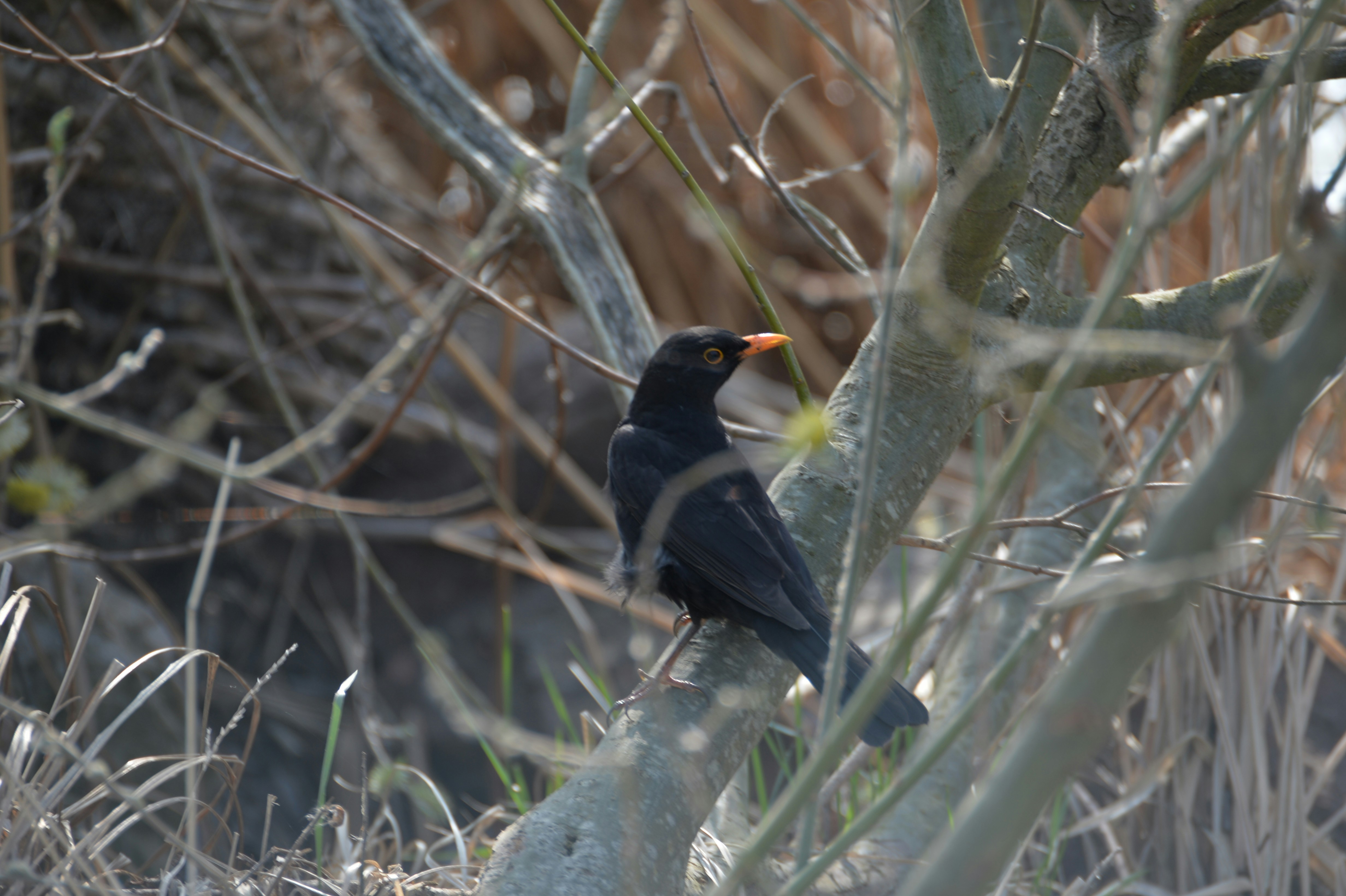 Hvordan Finder En Solsort Regnorme?