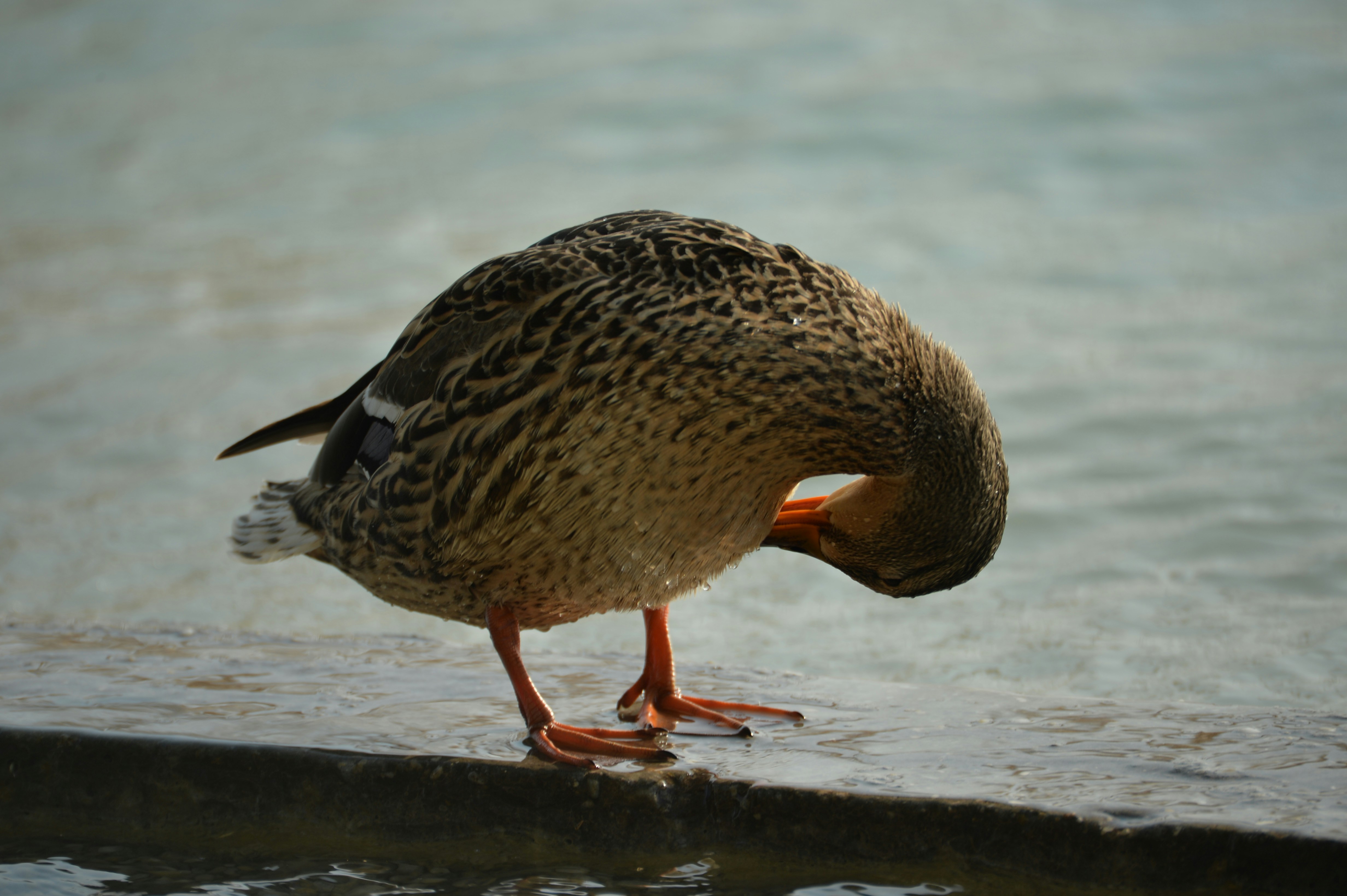 Photo by baliko_andras