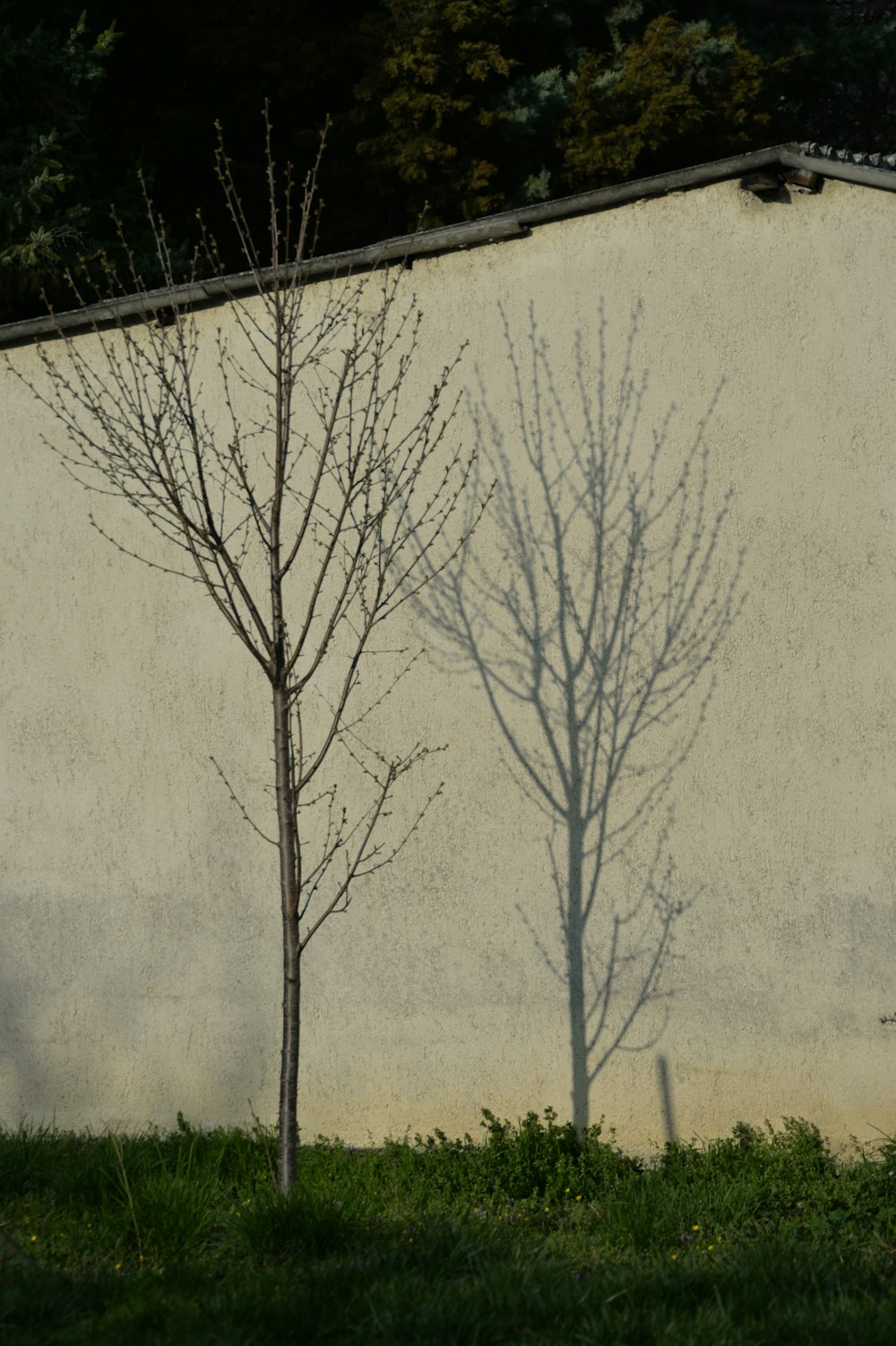 a tree casting a shadow on a wall