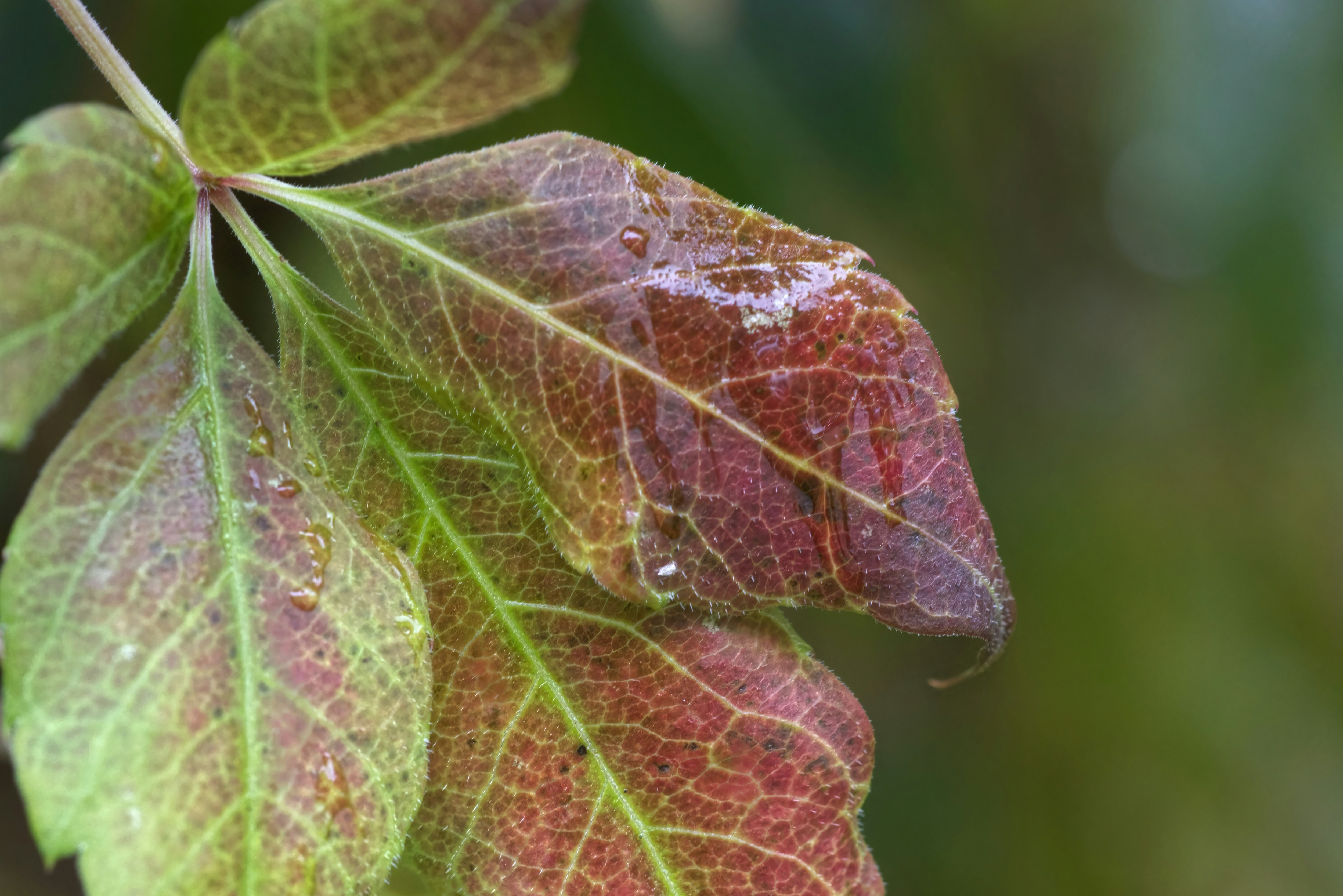 Photo by birgittaroos