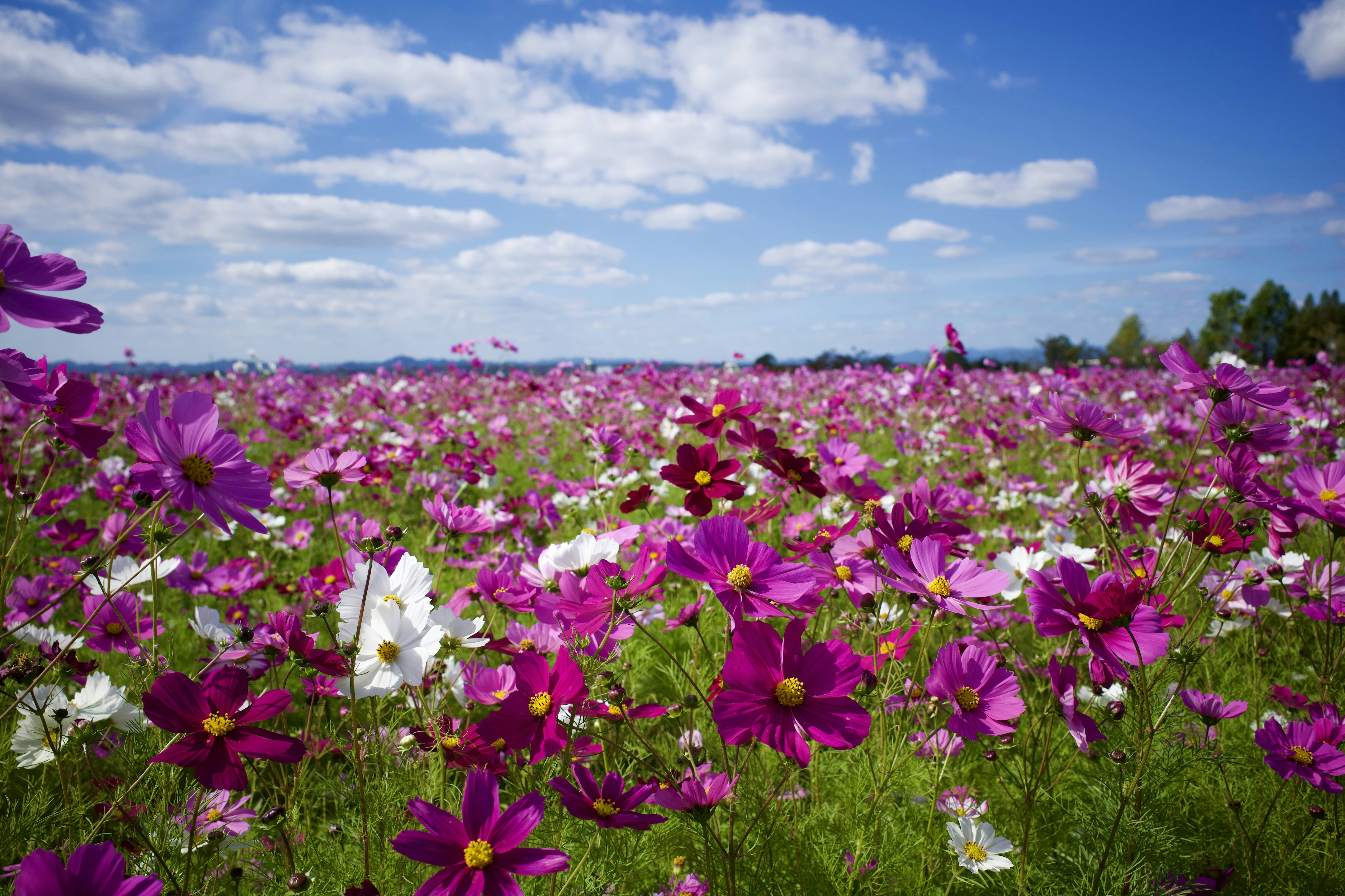 A field full of purple and white flowers photo – Free Blue Image on ...