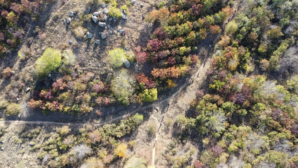 an aerial view of a road in the woods