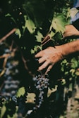 Vineyard workers carefully picking grapes by hand in early morning light