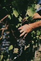 Close-up of hands harvesting ripe grapes in a sunlit vineyard.