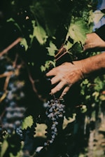 Close-up of hands gently picking grapes in a lush vineyard.