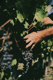 Hands carefully picking ripe grapes in a sunlit vineyard during harvest.