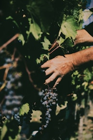 Close-up of hands gently tending to grape clusters in rich soil.