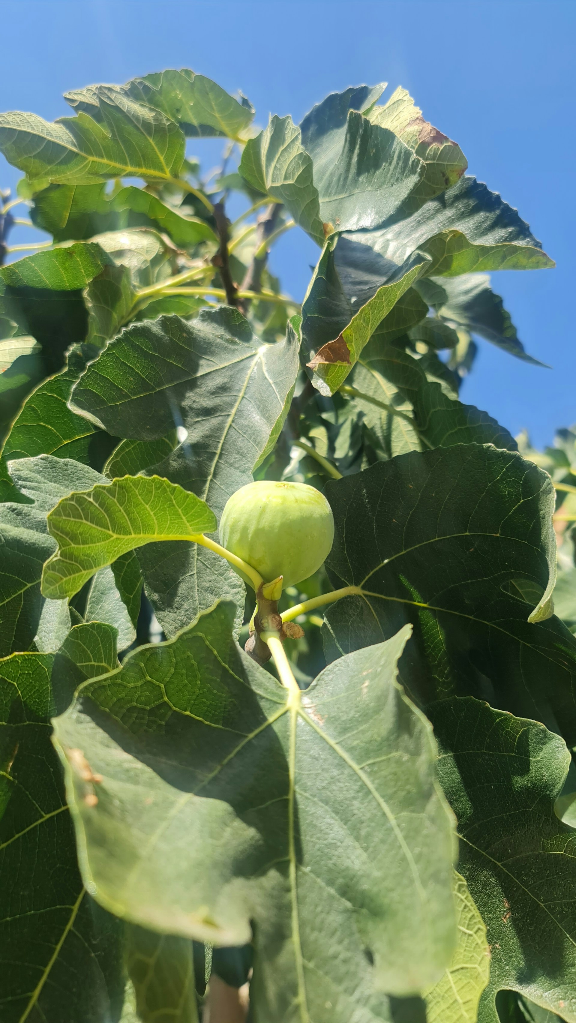 gray computer monitor