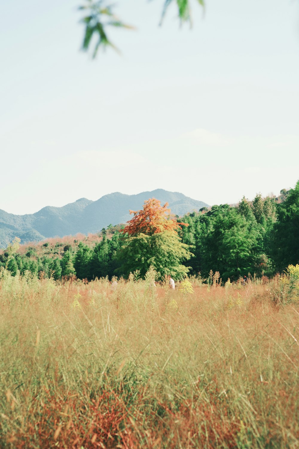 a grassy field with trees and mountains in the background