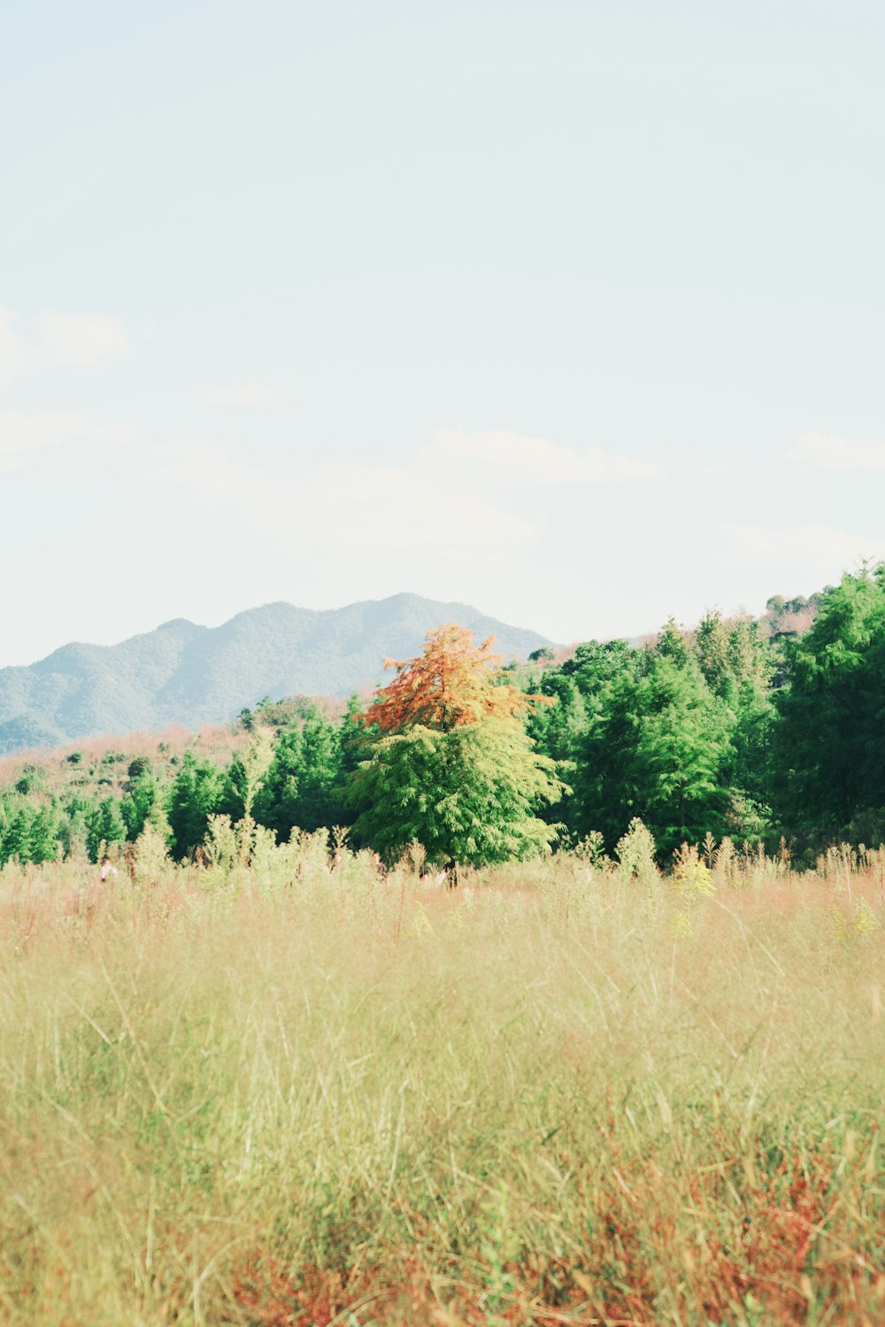 a field of tall grass with mountains in the background