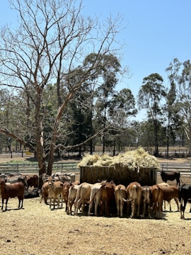 A group of cattle gathers around a feeding station filled with hay in an open field. The scene is set against a backdrop of leafless and leafy trees under a clear blue sky. The area is enclosed by fences, and the ground appears dry with patches of grass.
