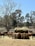 A group of cattle gathers around a feeding station filled with hay in an open field. The scene is set against a backdrop of leafless and leafy trees under a clear blue sky. The area is enclosed by fences, and the ground appears dry with patches of grass.