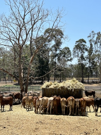 A group of cattle gathers around a feeding station filled with hay in an open field. The scene is set against a backdrop of leafless and leafy trees under a clear blue sky. The area is enclosed by fences, and the ground appears dry with patches of grass.