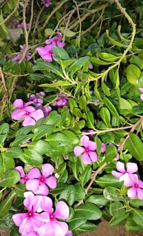 A vibrant cluster of rare hoya flowers blooming against lush green leaves.