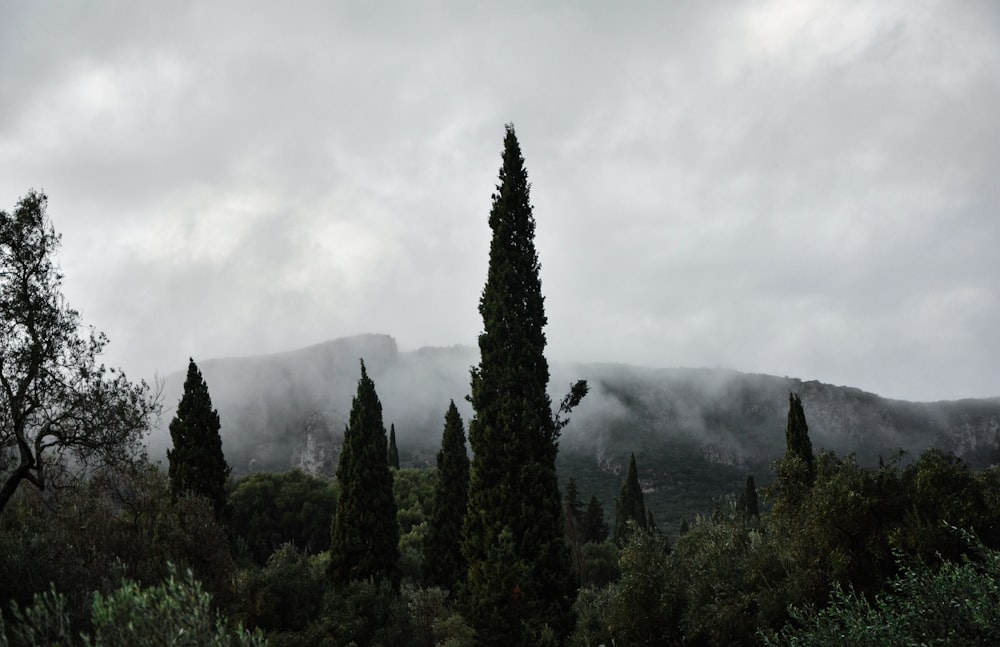 a group of trees with a mountain in the background