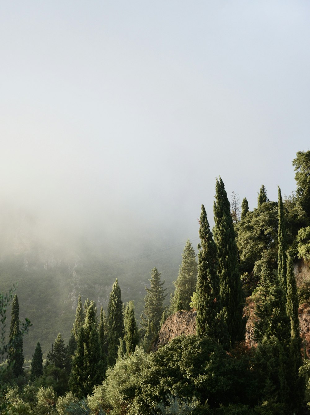 a foggy forest with trees and bushes