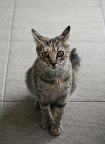 A small, alert-looking cat with a striped coat and large eyes sits on a tiled floor.