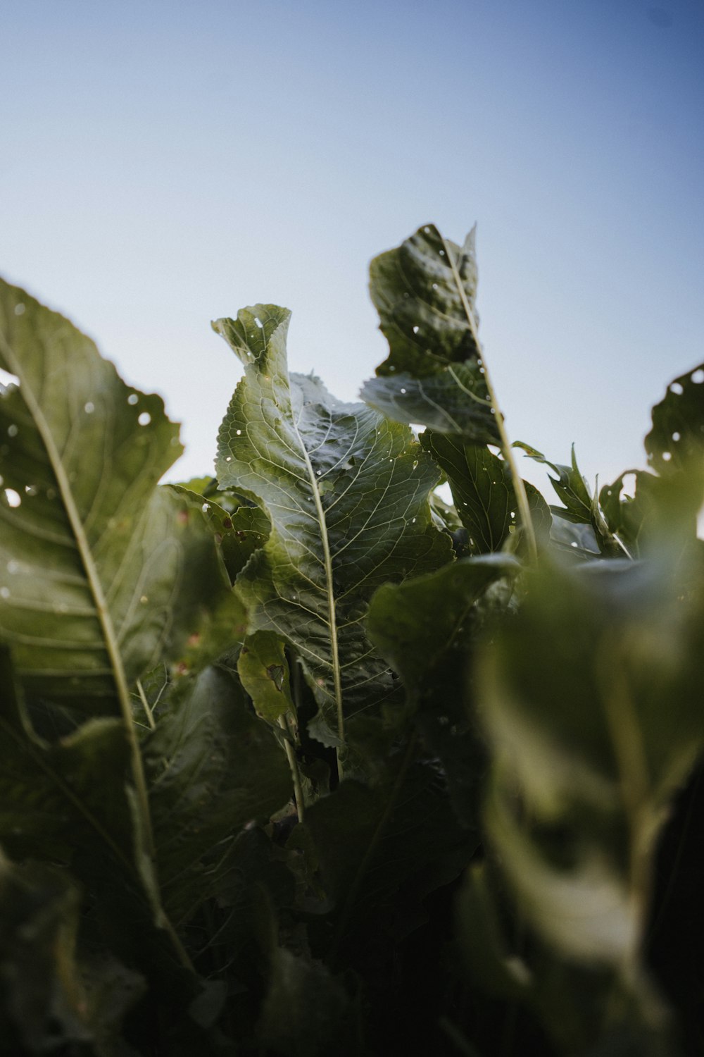 a close up of a green leafy plant