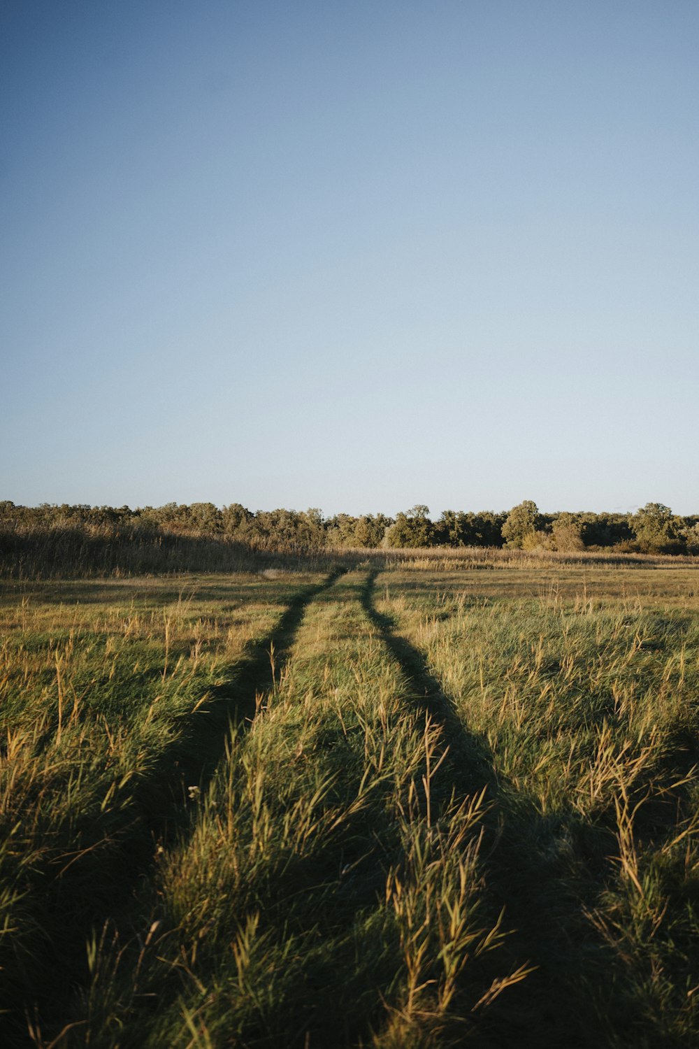 a long shadow of a horse in a field