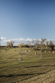 A serene pasture with a herd of Murray Grey cows grazing under a clear blue sky.
