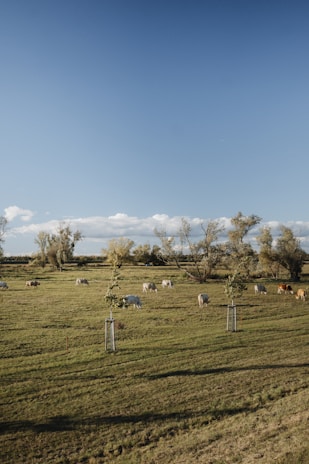 A serene dairy farm landscape with cows grazing under a clear blue sky.