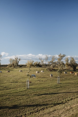 A serene pasture with a herd of Murray Grey cows grazing under a clear blue sky.