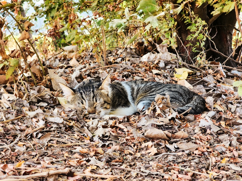 나뭇잎 더미 위에 누워 있는 고양이