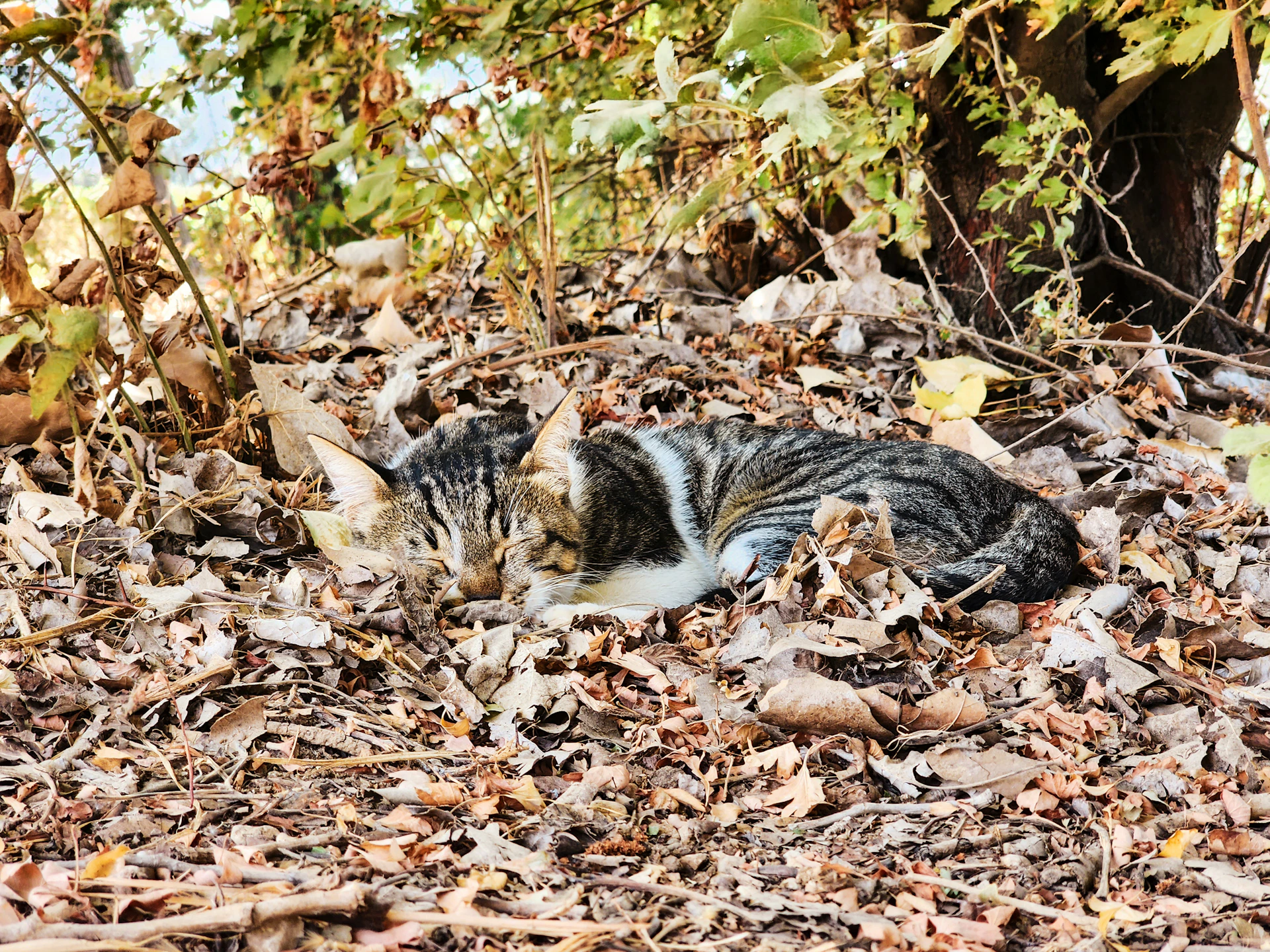 a cat laying on top of a pile of leaves